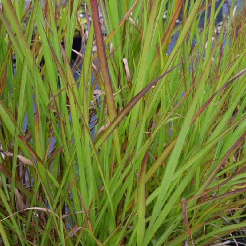 Miscanthus sinensis 'Malepartus' ---